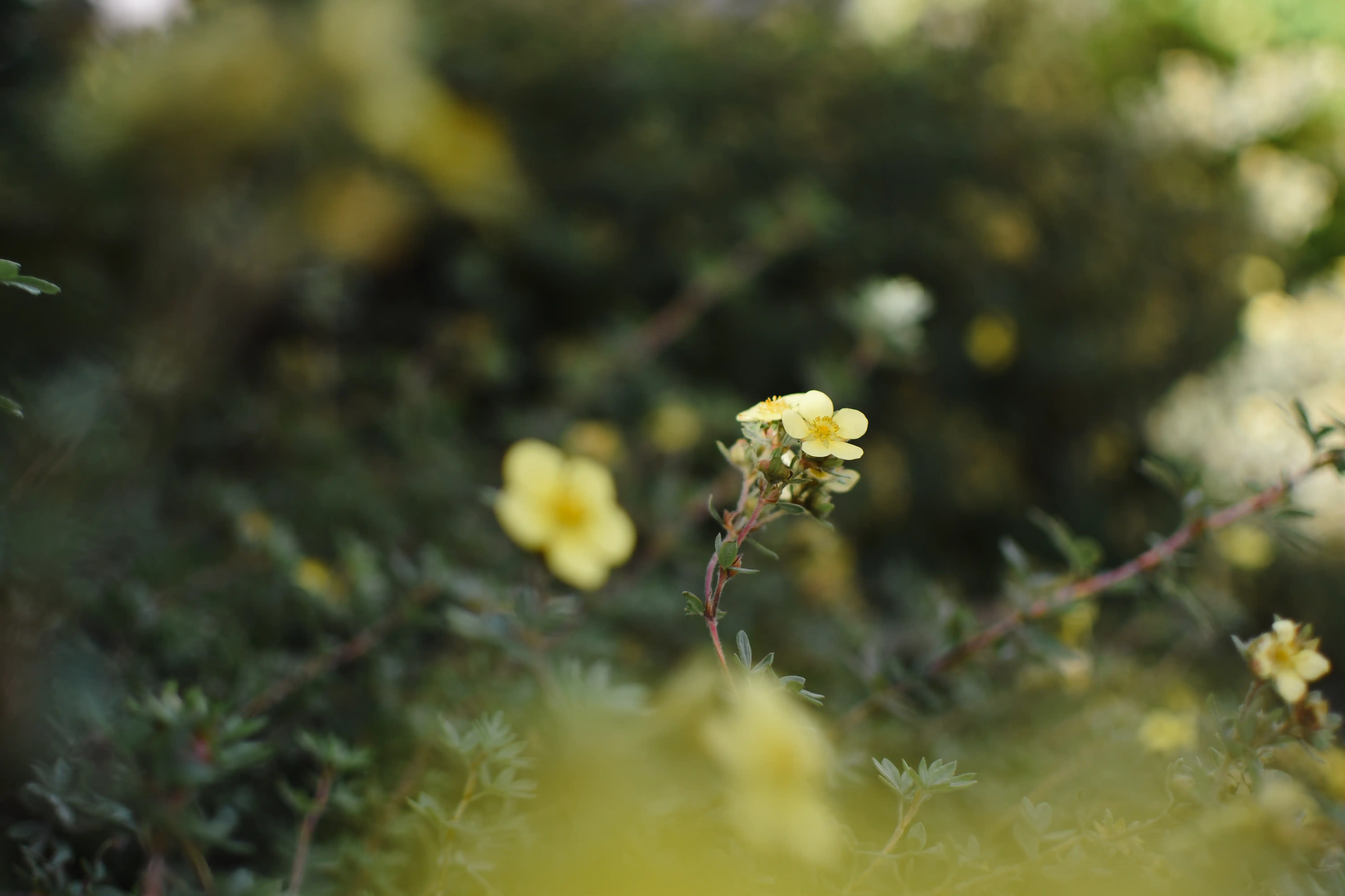 Miljöbild på blomma