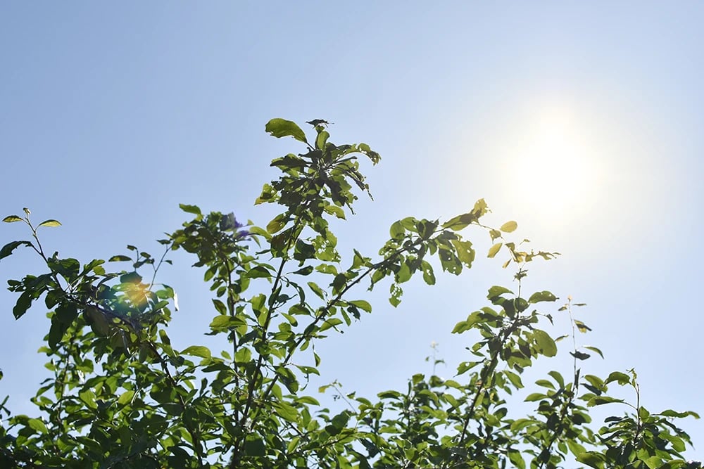 Solen lyser på trädens gröna blad