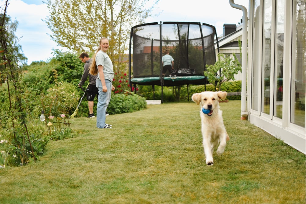 Golden Retriever har fångat sin hundleksak och springer iväg